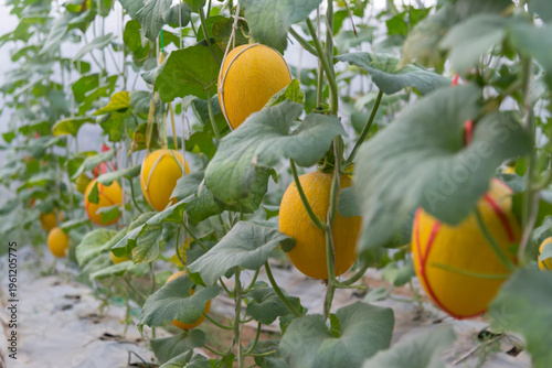 Closeup to Fresh golden melon in greenhouse of farm