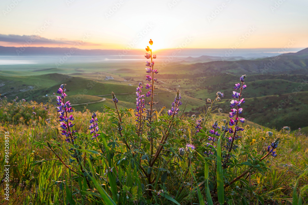 Obraz premium Sunny meadow