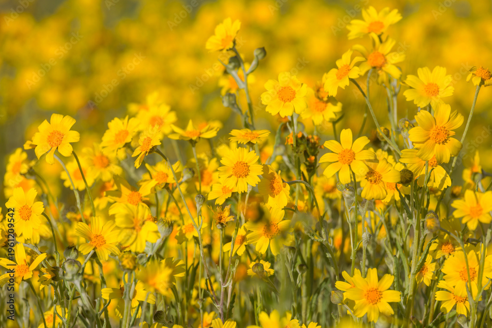 Obraz premium Wildflowers