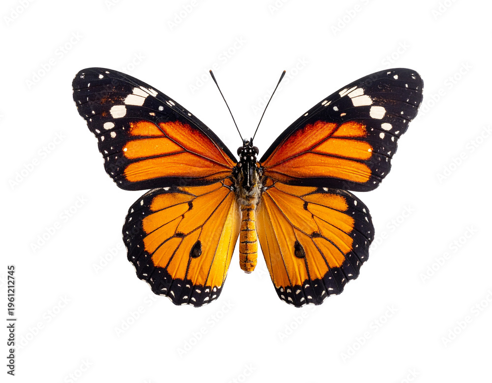 Fototapeta premium Butterfly with vivid orange and black wings spread wide in isolated white backdrop