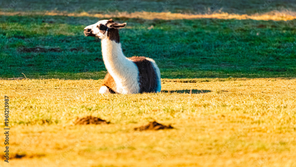 Obraz premium Lama glama, llama, on a sunny winter day near Waldwipfelweg amusement park, Saint Englmar, Straubing, Bogen, Bavarian forest, Bavaria, Germany