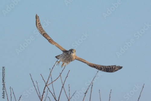 Turmfalke