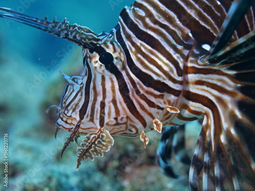 lionfish  underwater searching and patroling rocks for food mediterranean sea