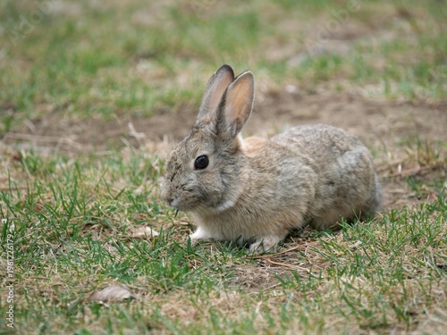 Wild Rabbit Resting on Lawn in Early Spring, Colorado Front Yard