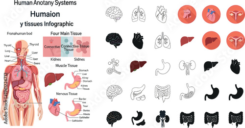 Comprehensive human anatomy systems infographic displaying various organ icons and tissue types