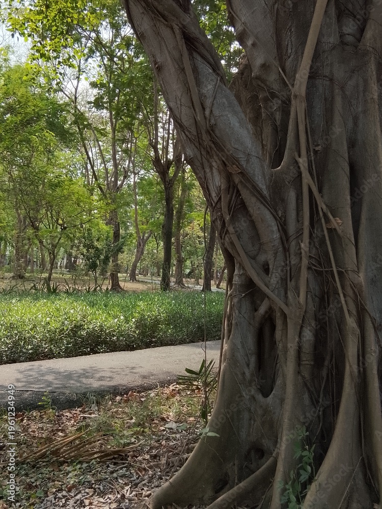 Fototapeta premium old tree in the park