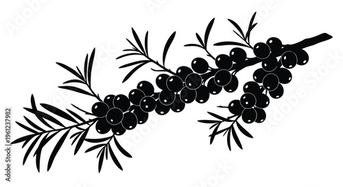 A detailed black silhouette of a juniper branch with berries nature s elegance silhouette