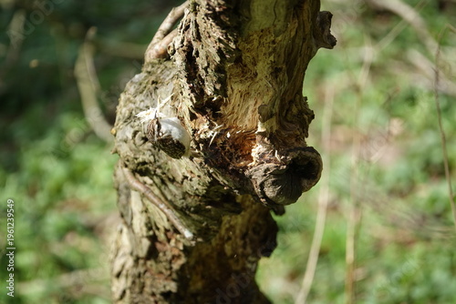 the Eurasian treecreeper (Certhia familiaris) collecting nest material from rotting tree