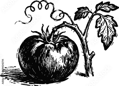Vintage botanical illustration of a ripe tomato fruit with leaves and vine on white background