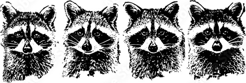 Four raccoon faces in black and white detailed illustration, wildlife animal portrait, fur texture art