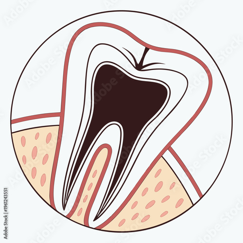 A detailed medical illustration showing the internal cross section of a human molar tooth structure