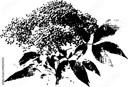 Black silhouette of elderberry flower cluster with leaves, botanical nature illustration