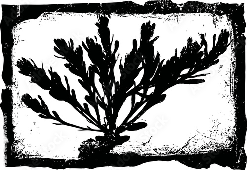 Vintage black ink seaweed illustration, underwater plant silhouette with textured edges