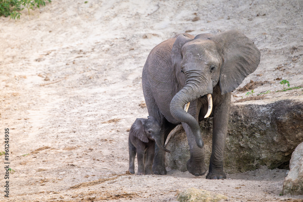 Fototapeta premium An African Bush Elephant cow and cute baby calf along the Chobe River