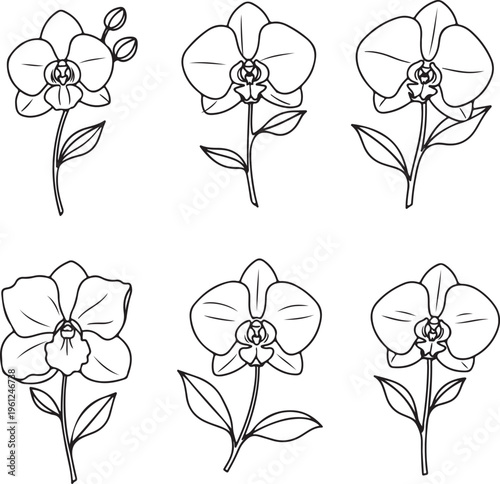 Six elegant orchid flowers with leaves in black and white line art