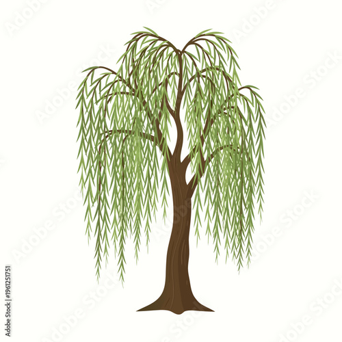 Weeping willow tree drooping branches over grassy ground