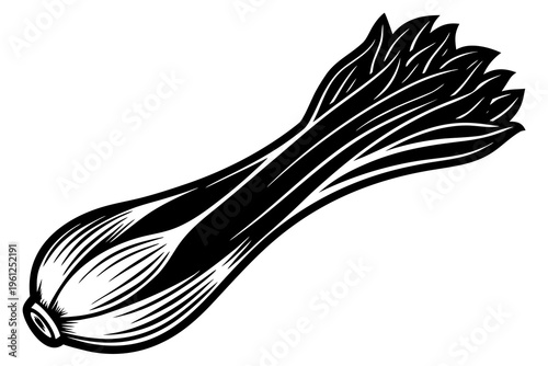 Leek stalk lying on plain white background line drawing