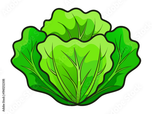 Green lettuce head with layered leaves on white background