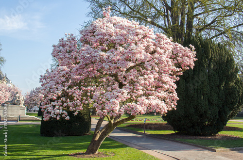 Pink Magnolia Tree in Bloom at Place de la République, Strasbourg Alsace  France