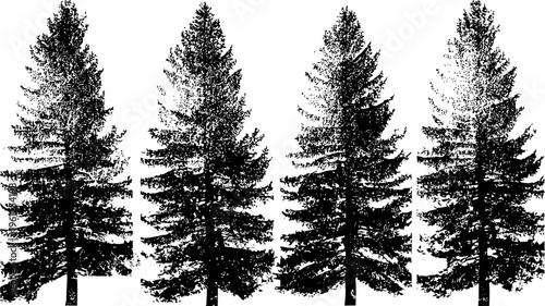 Silhouette set of evergreen pine trees isolated on white background, nature coniferous forest design elements