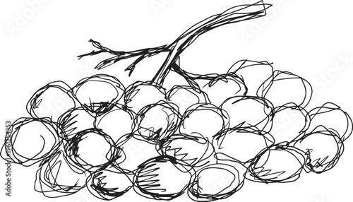 Sketch of a grape cluster on vine branch with round berries in black and white line art