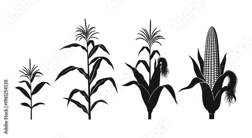 Black silhouettes of corn plants in various growth stages silhouette