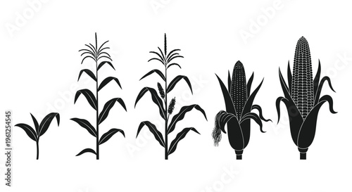 Four corn plants in varying stages of growth a black silhouette