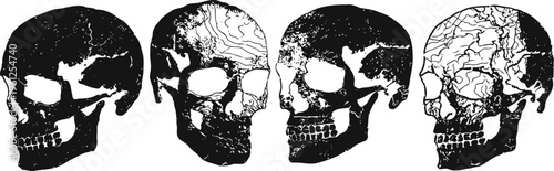 Four black and white human skull sketches showing different angles and detailed bone structure