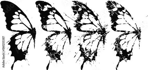black and white butterfly wing transformation sequence, progressive wing pattern change in four stages