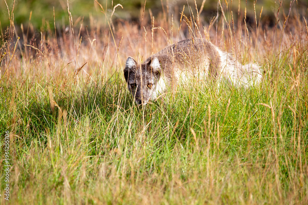 Fototapeta premium Arctic fox in the grass, Thorsmork Iceland