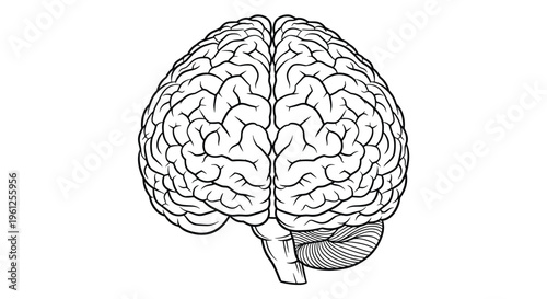 Highly detailed black and white anatomical drawing of a human brain illustrates the complex structure of the nervous system.