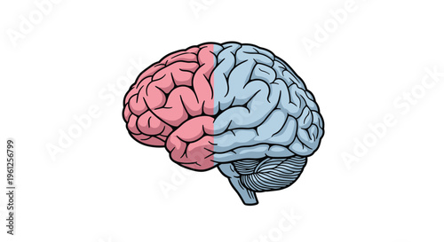 Anatomical illustration of the human brain with the left hemisphere in pink and the right hemisphere in blue.