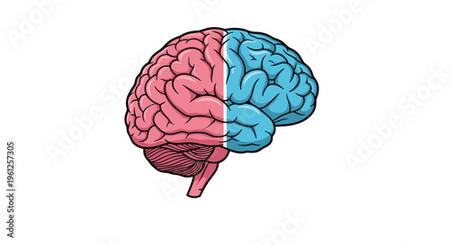 Human brain illustration features distinct pink and blue colors to represent different cognitive functions of left and right hemispheres.