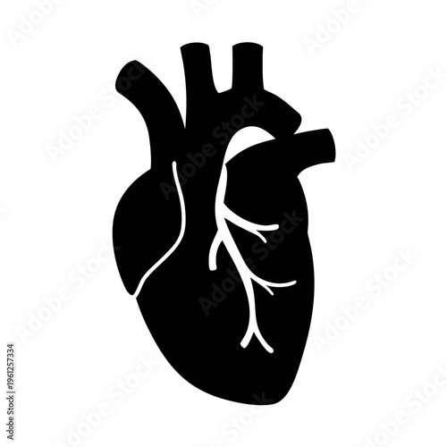 Human heart anatomy vector illustration for medical design and cardiovascular health topics design