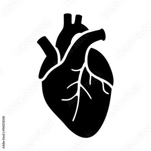 Anatomical heart vector illustration for medical design and health awareness projects and graphics