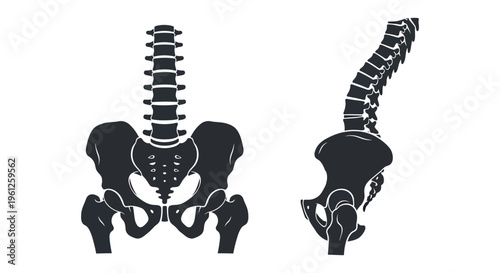 Anatomical illustration of the human spine and pelvis a black silhouette