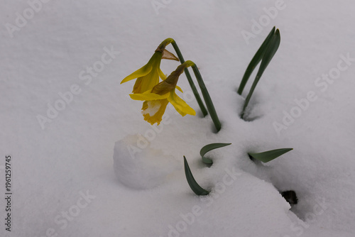 Narzissen (Narcissus) im Schnee auf der Schwäbischen Alb