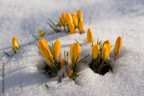 Gelbe Krokusse (Crocus) im Schnee auf der Schwäbischen Alb