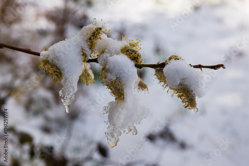 Sal-Weide (Salix caprea) schneebedeckt auf der Schwäbischen Alb