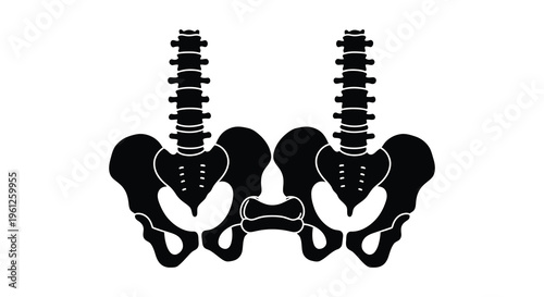 Anatomical illustration of a human spine and pelvis silhouette