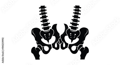 Anatomical illustration of a human pelvis in black detailed silhouette