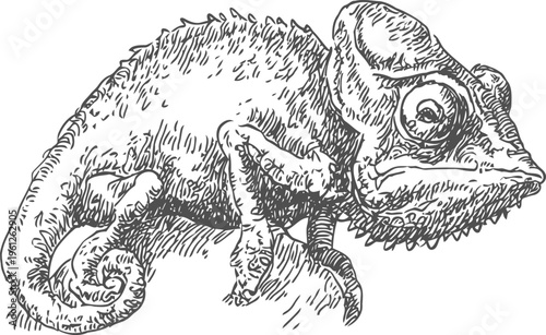 detailed chameleon illustration lizard reptile sketch with curled tail and textured skin drawing