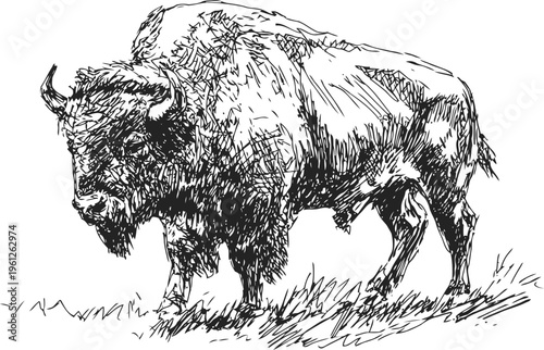 Hand drawn bison grazing on grass wild american buffalo detailed sketch, wildlife nature illustration