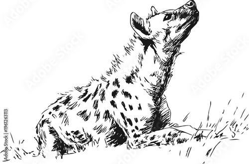 Spotted hyena resting on grass looking upward, wild african carnivore sketch illustration