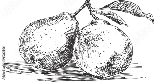 Pair of vintage pears with leaves, hand drawn botanical sketch in black and white