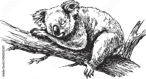 Sleeping koala on tree branch black and white sketch, wildlife illustration, resting animal in nature