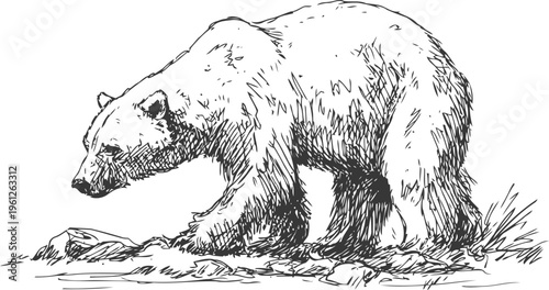 hand drawn sketch of a walking bear in natural habitat with grass and rocks
