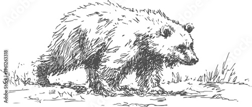 wild bear walking in natural habitat hand drawn wildlife illustration of brown bear on grass