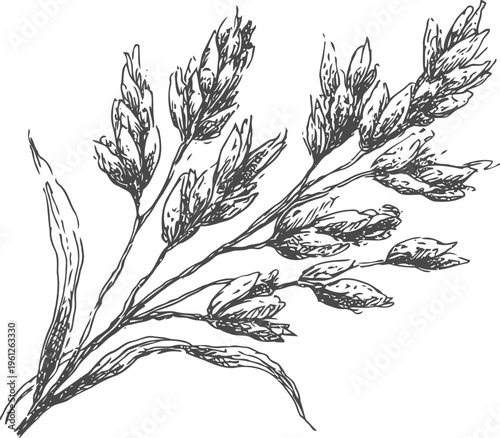 Hand drawn botanical illustration of oat grass with seed heads and slender leaves in vintage