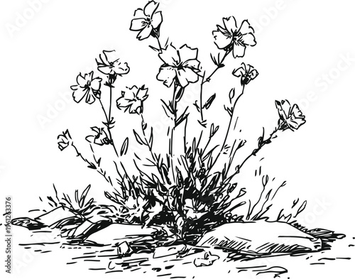 Wildflowers growing among rocks hand drawn botanical sketch with delicate flowers and grass on stones